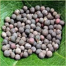 EMBELIA RIBER - Kerala Naturals