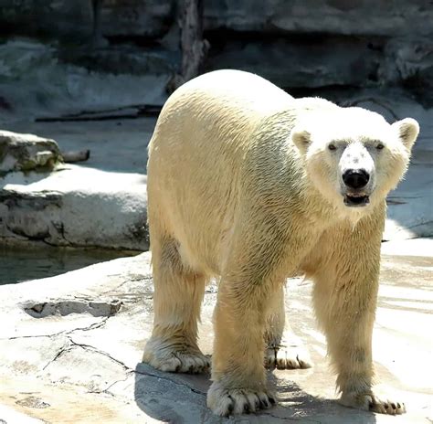 Discover 20 Amazing Zoos with Polar Bears