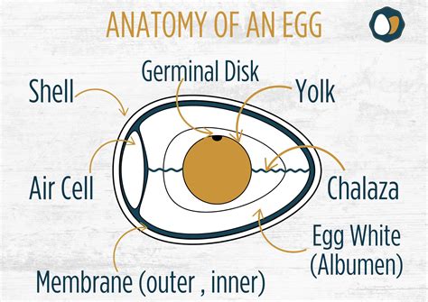 O que é um óvulo? Anatomia 101 | Eggs Unlimited