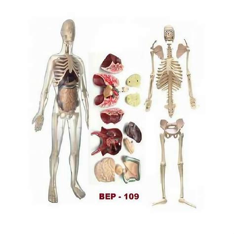 Human Skeleton Models - Model of Human Skeleton 170 Cm ( BEP-101-A ...