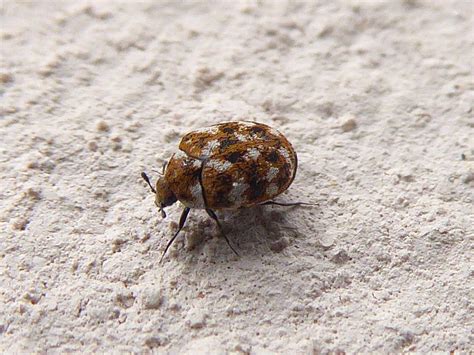 What Does Carpet Beetle Bites Look Like - Home Alqu