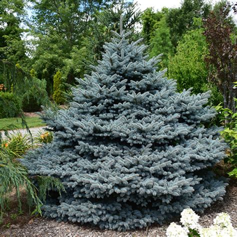 Dwarf Blue Spruce 'Montgomery' | Kennedy's Country Gardens | Garden ...