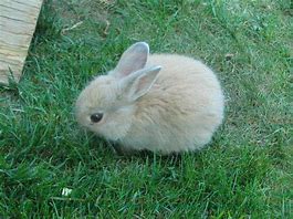 Image result for Feeding Baby Rabbits Wild