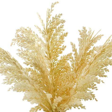 Honeybloom Pampas Grass in Ceramic Pot, 20"