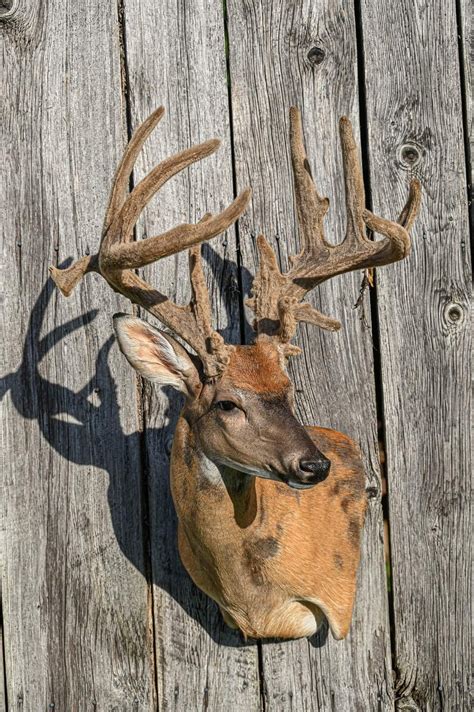 Pin by Easton Walter on taxidermy / trophy room in 2024 | Deer ...
