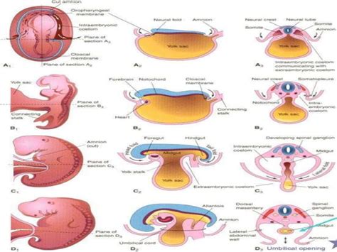 Image result for Third Week Development of Embryo
