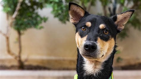 Rescue Dogs Lucy and Her Friends - FOUR PAWS International - Animal ...