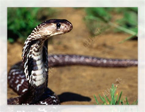 吉尼斯最大的眼镜王蛇,粉红眼镜蛇,七米巨型眼镜王蛇(第10页)_大山谷图库