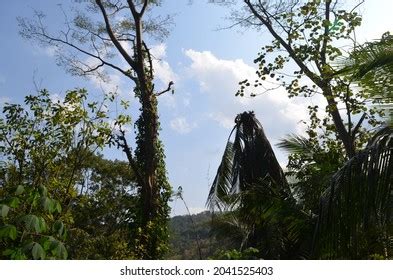 Lightning Tree 的图像结果