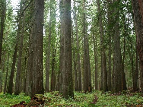Western Red Cedar Trees For Sale Oregon at Clinton Richardson blog