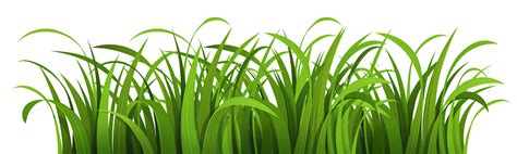 illustration grass