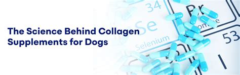 The Science Behind Collagen Supplements for Dogs – K9 Vitality