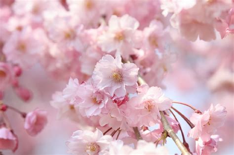 【2017日本樱花花期】2017日本樱花什么时候开，2017日本樱前线 - 马蜂窝