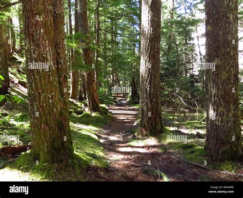 Ramona Falls Hike Oregon