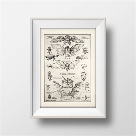 17 Year Cicada or Locust [1924] Design in Nature - IN-34 - Fine Art ...