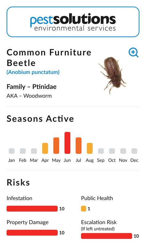 Can Furniture Beetles Fly - Dryer Enthusiast