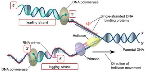 How Does DNA Replicate 的图像结果