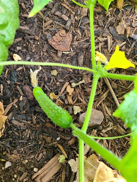 Growing Cucumbers in Containers: A Step-By-Step Guide