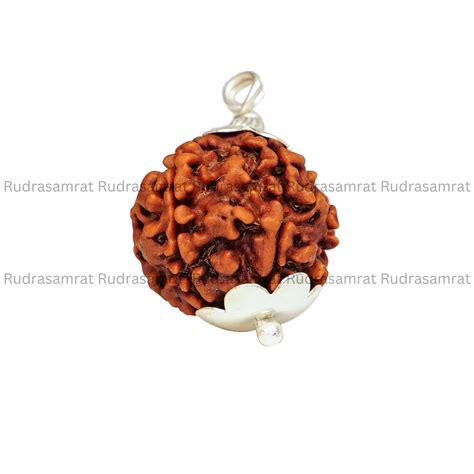 6 Mukhi Rudraksha – Rudra Samrat