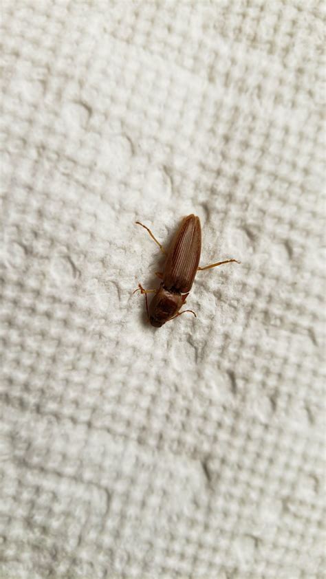 species identification - Is this a roach or a beetle? - Biology Stack ...