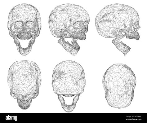 A detailed vector wireframe illustration of a human skull, presented in ...