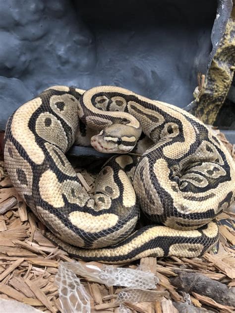 Image result for Royal Ball Python