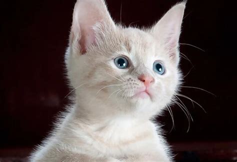黑猫加白猫生出来的猫是什么颜色？让这只奇异花色的猫告诉你