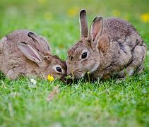 Image result for 5 Bunnies