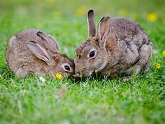 Image result for Bunnies Spring Dot Markers