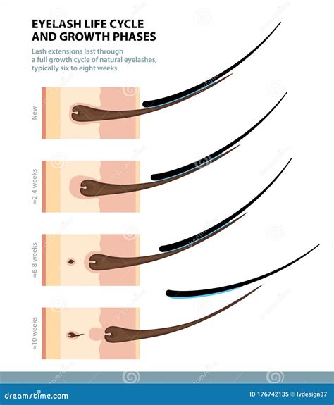 Eyelash Life Cycle and Growth Phases. How Long Do Eyelash Extensions Stay on. Macro Side View ...