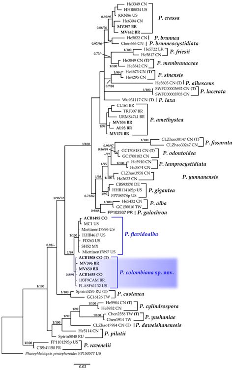 Hidden Treasures of Colombia’s Pacific Mangrove: New Fungal Species and ...