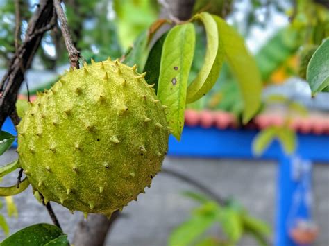 7 Mexico Fruit to Taste Next | #ExperienceTransat