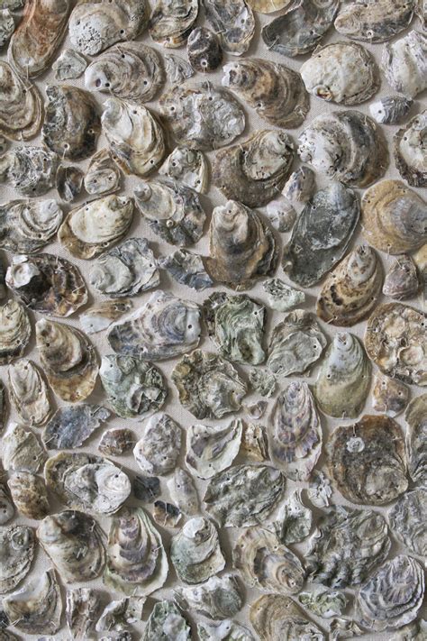 Wall Hangings - Oyster Shell Wall Sculpture i 2024