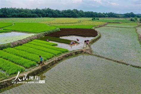 夏至农事忙 - 资讯 - 新湖南