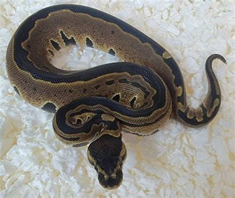 Image result for D Stripe Ball Python