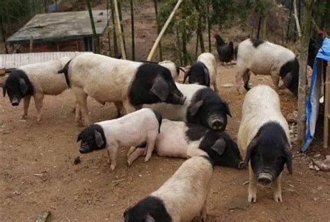 两头猪PNG图片素材下载_动物PNG_熊猫办公