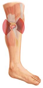 Kuvatulokset haulle pes anserine bursitis