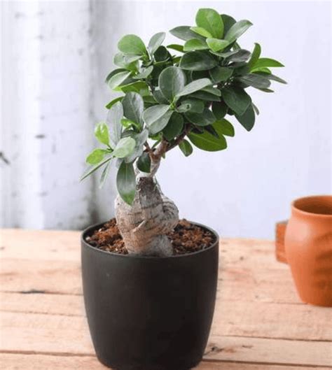 Ficus Panda Bonsai - Plant — Plan A Plant