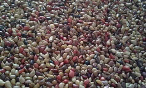 Image result for Simpson Python Snack