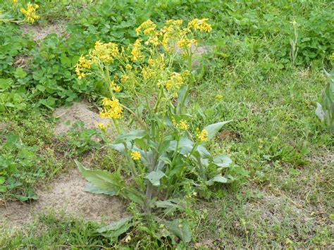 Weeds With Yellow Flowers