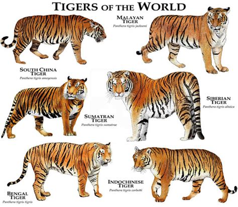 Species Of Tigers In The World