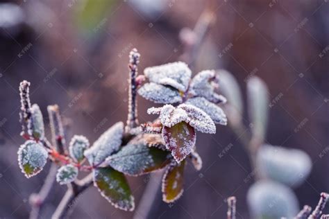 冬季冬天落霜植物高清摄影大图-千库网