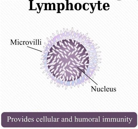 Draw any two types of white blood corpuscle - Brainly.in