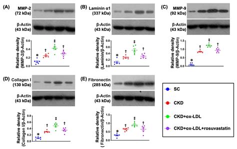 Oxidized-LDL Deteriorated the Renal Residual Function and Parenchyma in ...