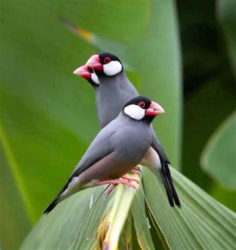 Image result for Java Sparrows for Sale