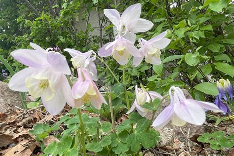 Names Of Bell Shaped Flowers