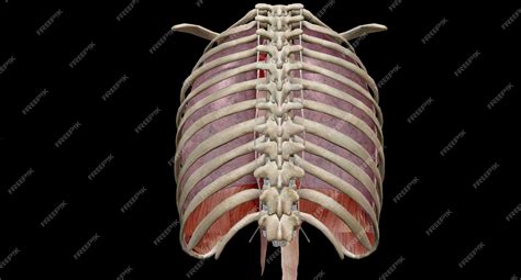 Premium Photo | Your thoracic cavity is a space in your chest that contains organs blood vessels ...