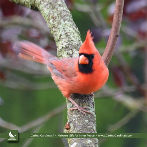 Cardinal Bird In Flight