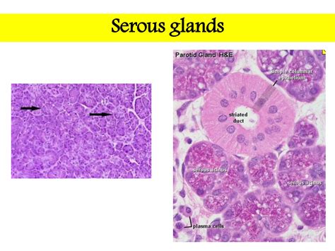 Glandular Tissue.pdf