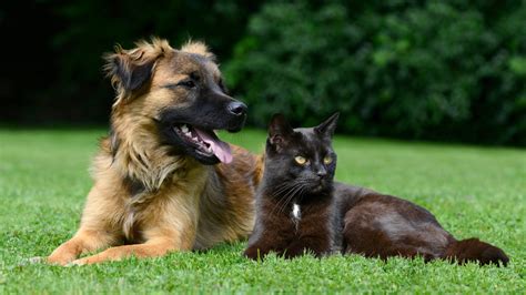 Cat Training and Behavior Management - Animal Behavior College